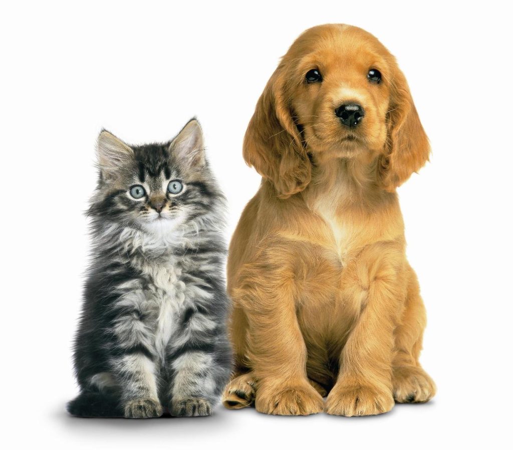 Our Pet Care