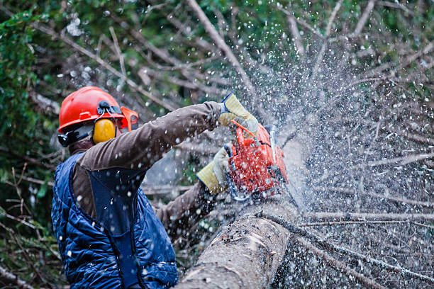 Tree Surgeons